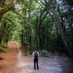Person standing at a fork in a forest path, deciding which direction to take — representing consultant business development strategy choices