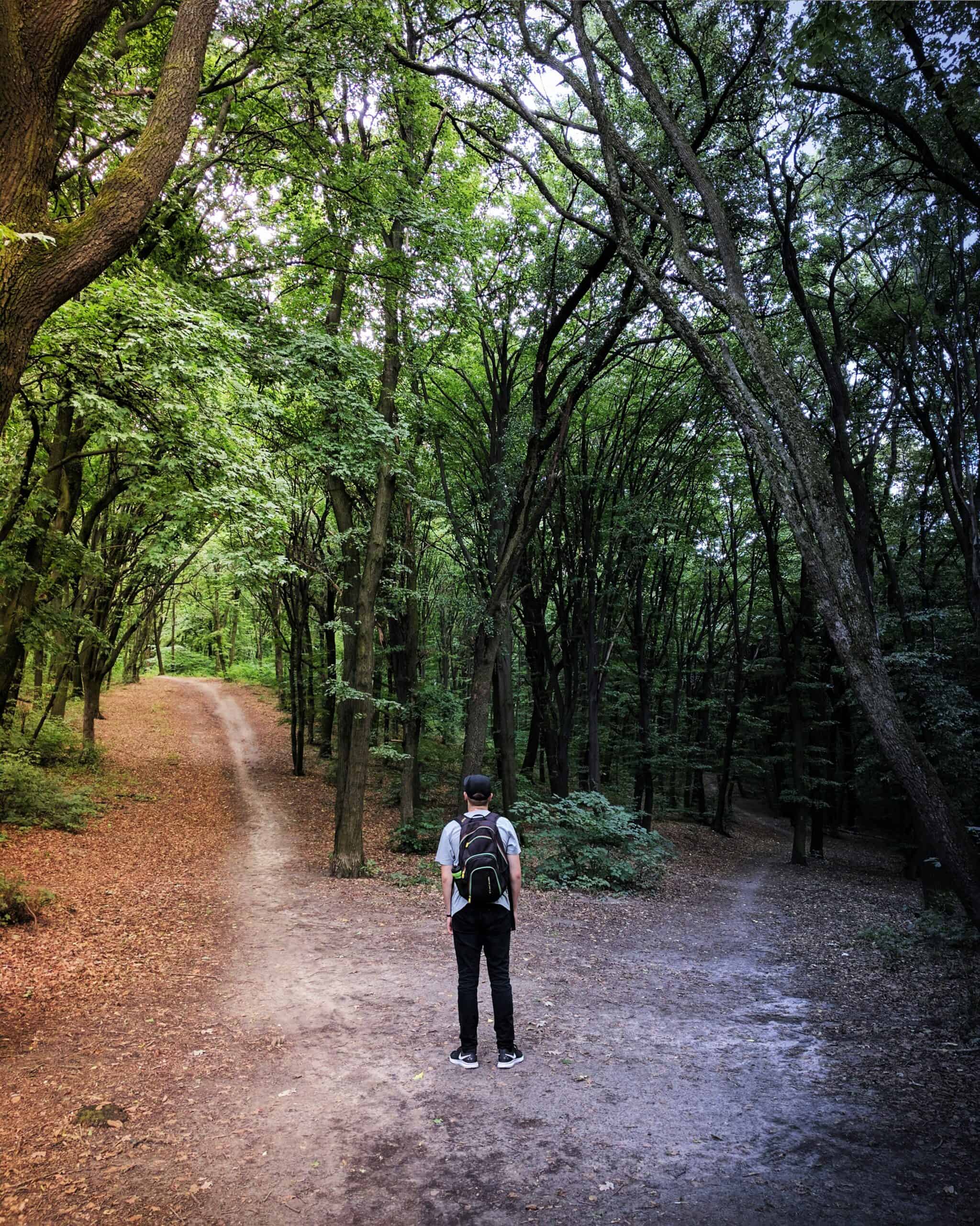 Person standing at a fork in a forest path, deciding which direction to take — representing consultant business development strategy choices